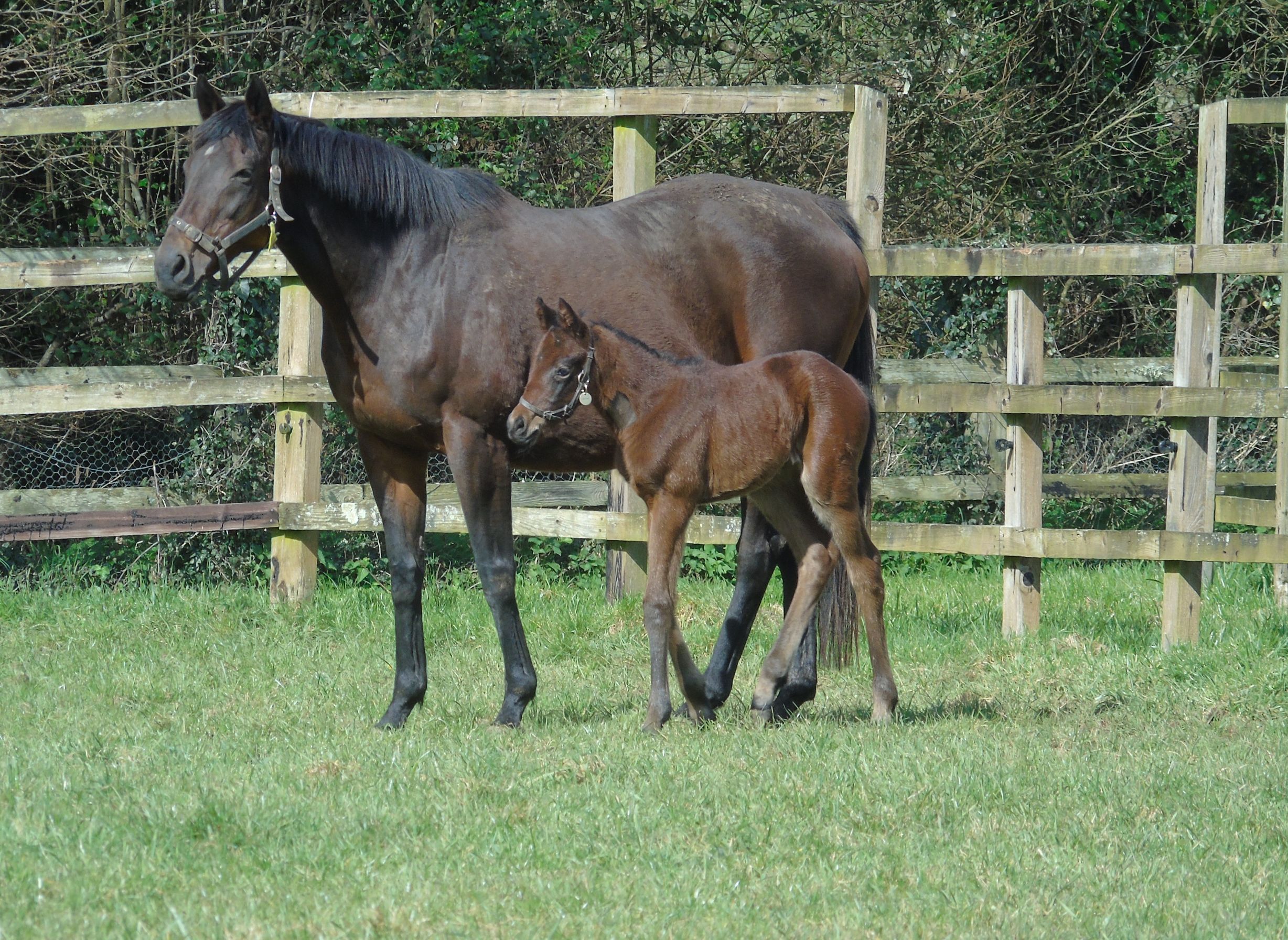 2026 filly by Dubawi